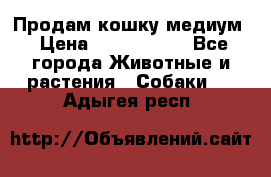 Продам кошку медиум › Цена ­ 6 000 000 - Все города Животные и растения » Собаки   . Адыгея респ.